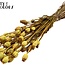 Dried Opium Poppy | Colour: Yellow | Papaver Somniferum Dried Flowers | Length ± 60 centimetres | Weight 200 grams | Per bunch