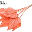 Gedroogde Palm Spear | Kleur: Koraalkleurig | Palmbladeren in speervorm | Lengte ± 55 centimeter | Per 10 takken