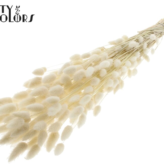 Dried Hare's Tails Premium | Colour: White Bleached | Lagurus Ovatus dried flowers | Per bunch