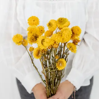 Dutch Dried Hélichrysum jaune - Immortelle fleurs séchées | Longueur ± 55 centimètres | Poids ± 75 grammes