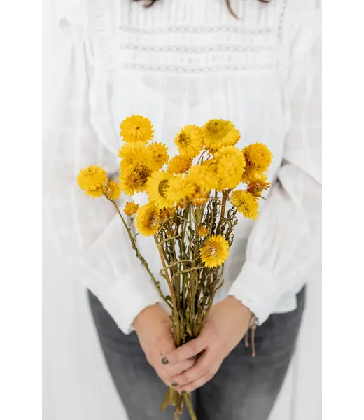 Dutch Dried Gele Helichrysum - Strobloem droogbloemen| Lengte ± 55 centimeter | Gewicht ± 75 gram