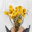 Gele Helichrysum - Strobloem droogbloemen| Lengte ± 55 centimeter | Gewicht ± 75 gram