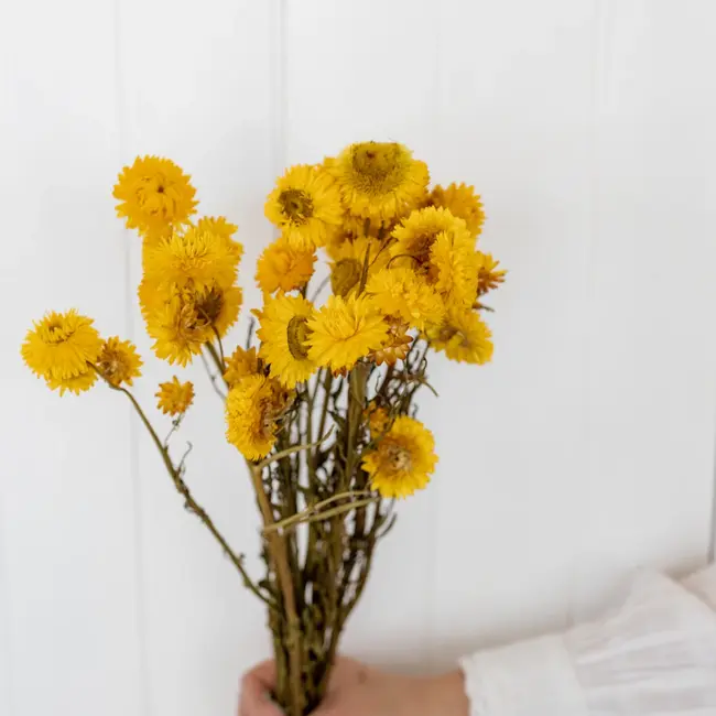 Yellow Helichrysum - Strawflower dried flowers | Length ± 55 centimetres | Weight ± 75 grams