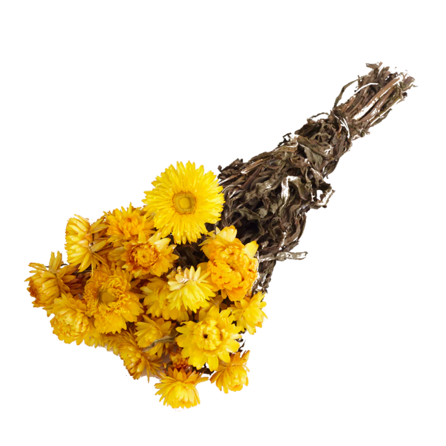 Gele Helichrysum - Strobloem droogbloemen| Lengte ± 55 centimeter | Gewicht ± 75 gram