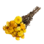 Gele Helichrysum - Strobloem droogbloemen| Lengte ± 55 centimeter | Gewicht ± 75 gram