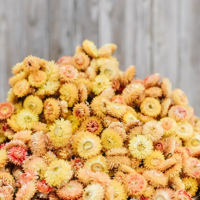 Hélichryse jaune - Immortelle fleurs séchées | Longueur ± 55 centimètres | Poids ± 75 grammes