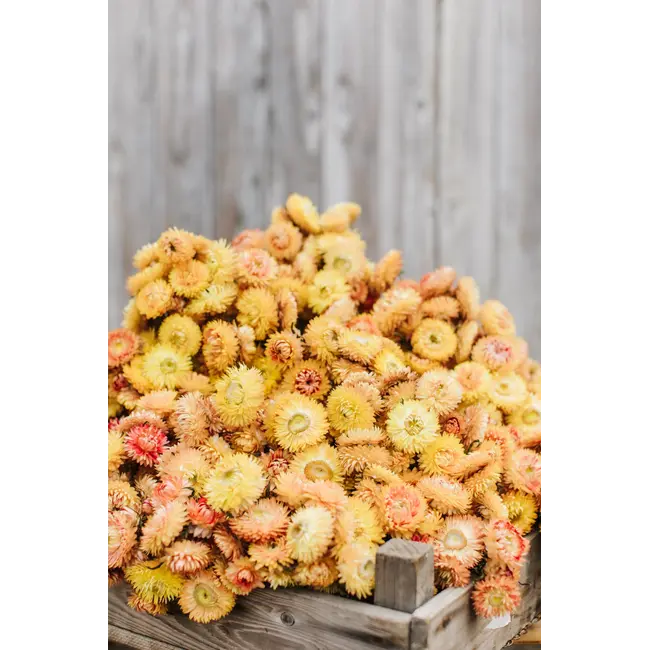 Gele Helichrysum - Strobloem droogbloemen| Lengte ± 55 centimeter | Gewicht ± 75 gram