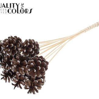 QC Pinecone on Stick | Colour: Brown with Silver | Silver Tipped Pick | Pinecone Diameter 5 - 7 centimetres | Length ± 50 centimetres | Per 10 picks