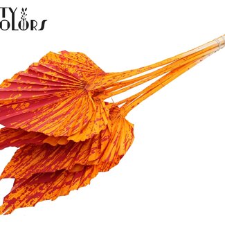 QC Dried Palm Spear | Colour: Mixed Colours | Splattered Orange Red | Spear-shaped Palm Leaves | Length ± 55 centimetres | Per 10 stems