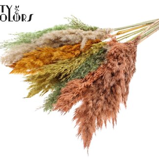 QC Getrocknete Pampasgraswedel | Sommermischung | Farbe: Gemischte Farben | Pampas Trockenblumen | Länge ± 70 Zentimeter | 10 Wedel pro Bund | Pro Bund