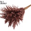 Gedroogde Pampas Pluimen | Kleur: Bruin | Pampas Droogbloemen | Lengte ± 70 centimeter | 10 pluimen per bos | Per bos