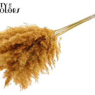 QC Gedroogde Pampas Pluimen | Kleur: Abrikooskleurig | Pampas Droogbloemen | Lengte ± 70 centimeter | 10 pluimen per bos | Per bos
