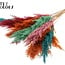 Plumes de Pampas Séchées | Sorbet d'Été | Couleur : Couleurs Mélangées | Fleurs Séchées de Pampas | Longueur ± 70 centimètres | 10 plumes par bouquet | Par bouquet