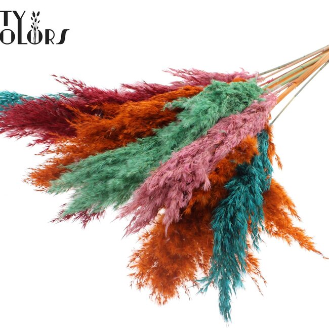 Plumes de Pampas Séchées | Sorbet d'Été | Couleur : Couleurs Mélangées | Fleurs Séchées de Pampas | Longueur ± 70 centimètres | 10 plumes par bouquet | Par bouquet