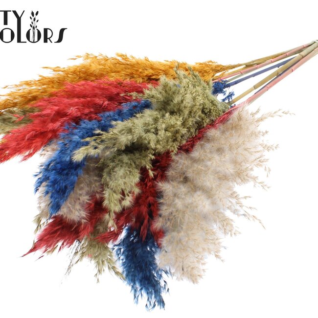 Dried Pampas Plumes | Colourful 6 | Colour: Mixed Colours | Pampas Dried Flowers | Length ± 70 centimetres | 10 plumes per bunch | Per bunch