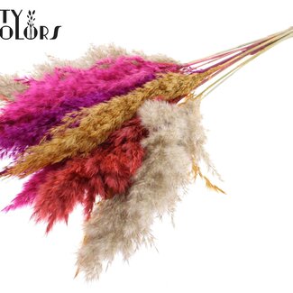 QC Plumes de Pampas Séchées | Coloré 10 | Couleur : Couleurs Mélangées | Fleurs Séchées Pampas | Longueur ± 70 centimètres | 10 plumes par bouquet | Par bouquet