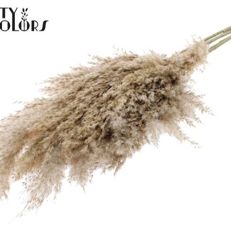 QC Getrocknete Pampasgraswedel | Farbe: Natürlich Braun | Pampas Trockenblumen | Länge ± 70 Zentimeter | 10 Wedel pro Bund | Pro Bund