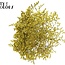Gedroogde Zeelavendel | Kleur: Geel | Limonium Tataricum Droogbloemen | Lengte ± 30 cm | Gewicht 45 gram | Per bos
