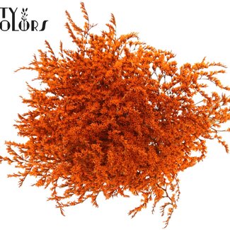 QC Gedroogde Zeelavendel | Kleur: Oranje | Limonium Tataricum Droogbloemen | Lengte ± 30 cm | Gewicht 45 gram | Per bos