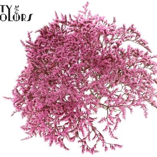 QC Gedroogde Zeelavendel | Kleur: Roze | Limonium Tataricum Droogbloemen | Lengte ± 30 cm | Gewicht 45 gram | Per bos