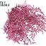 Gedroogde Zeelavendel | Kleur: Roze | Limonium Tataricum Droogbloemen | Lengte ± 30 cm | Gewicht 45 gram | Per bos