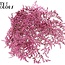 Dried Sea Lavender | Colour: Pink | Limonium Tataricum Dried Flowers | Length ± 30 cm | Weight 45 grams | Per bunch