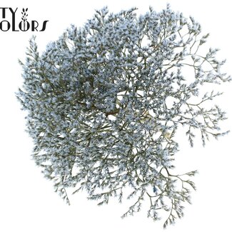 QC Gedroogde Zeelavendel | Kleur: Lichtblauw | Limonium Tataricum Droogbloemen | Lengte ± 30 cm | Gewicht 45 gram | Per bos