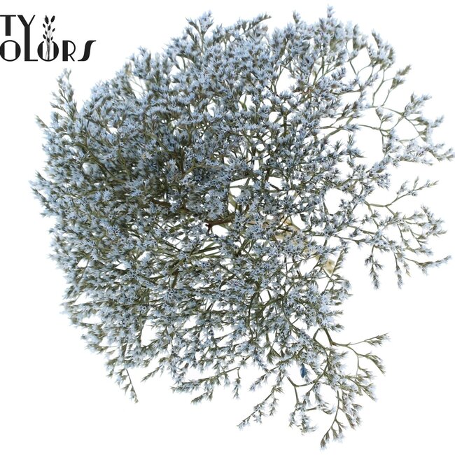 Getrockneter Meerlavendel | Farbe: Hellblau | Limonium Tataricum Trockenblumen | Länge ± 30 cm | Gewicht 45 Gramm | Pro Bund