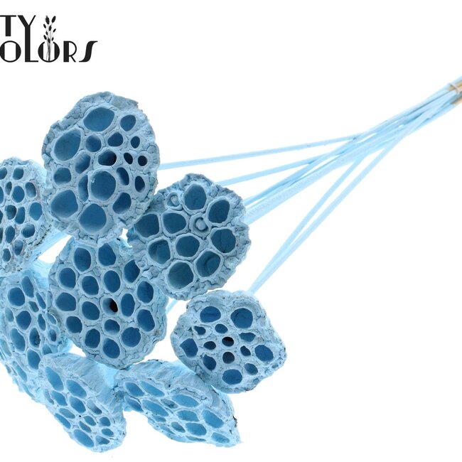 Lotus séchées sur tige | Couleur : Bleu clair | Diamètre du lotus 5 - 7 centimètres | Longueur du pique ± 50 centimètres | Par 10 piques
