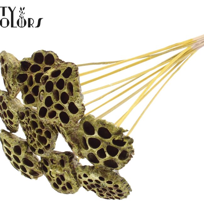 Gedroogde Lotus Peulen op stok | Kleur: Geel Metallic | Diameter Lotus 5 - 7 centimeter | Lengte bijsteker ± 50 centimeter | Per 10 bijstekers
