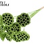Getrocknete Lotus-Kapseln auf Stiel | Farbe: Hellgrün | Durchmesser Lotus 5 - 7 Zentimeter | Länge des Steckers ± 50 Zentimeter | Pro 10 Stecker