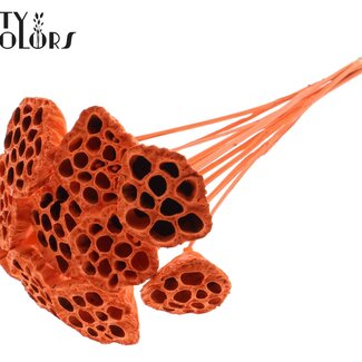 QC Gedroogde Lotus Peulen op stok | Kleur: Oranje | Diameter Lotus 5 - 7 centimeter | Lengte bijsteker ± 50 centimeter | Per 10 bijstekers