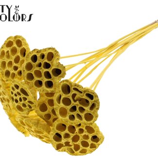 QC Gedroogde Lotus Peulen op stok | Kleur: Geel | Diameter Lotus 5 - 7 centimeter | Lengte bijsteker ± 50 centimeter | Per 10 bijstekers