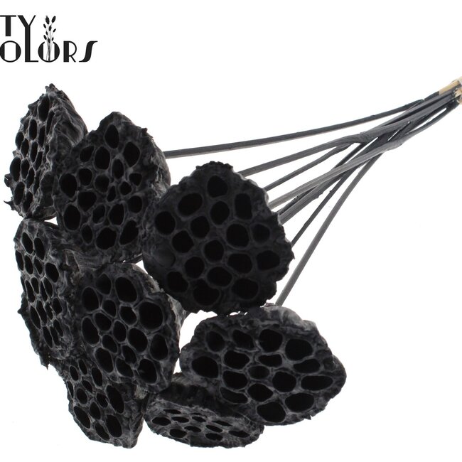 Lotus séchées sur tige | Couleur : Noir | Diamètre Lotus 5 - 7 centimètres | Longueur du pique-fleur ± 50 centimètres | Par 10 piques-fleurs
