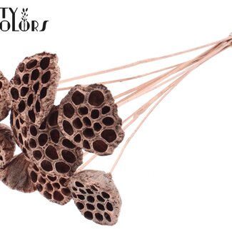QC Gedroogde Lotus Peulen op stok | Kleur: Koperkleurig | Diameter Lotus 5 - 7 centimeter | Lengte bijsteker ± 50 centimeter | Per 10 bijstekers