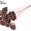 Lotus séchées sur tige | Couleur : Cuivré | Diamètre du lotus 5 - 7 centimètres | Longueur du pique-fleur ± 50 centimètres | Par 10 piques-fleurs