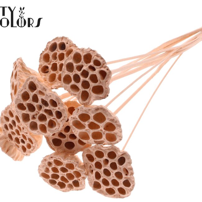 Gedroogde Lotus Peulen op stok | Kleur: Abrikooskleurig | Diameter Lotus 5 - 7 centimeter | Lengte bijsteker ± 50 centimeter | Per 10 bijstekers