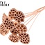 Lotus séchées sur tige | Couleur : Abricot | Diamètre Lotus 5 - 7 centimètres | Longueur de la tige ± 50 centimètres | Par 10 tiges