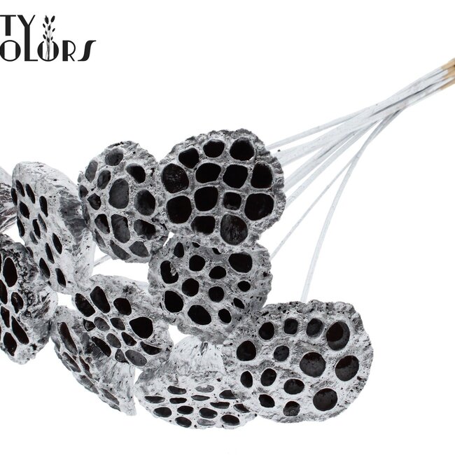 Gedroogde Lotus Peulen op stok | Kleur: Zilverkleurig | Diameter Lotus 5 - 7 centimeter | Lengte bijsteker ± 50 centimeter | Per 10 bijstekers