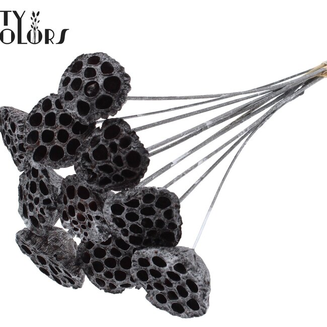 Getrocknete Lotusblüten auf Stiel | Farbe: Grau Metallic Graphit | Durchmesser Lotus 5 - 7 Zentimeter | Länge Stecker ± 50 Zentimeter | Pro 10 Stecker