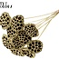 Gedroogde Lotus Peulen op stok | Kleur: Goudkleurig | Diameter Lotus 5 - 7 centimeter | Lengte bijsteker ± 50 centimeter | Per 10 bijstekers