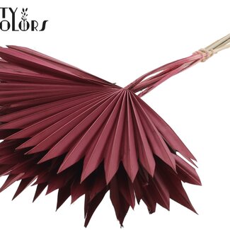 QC Dried Palm Leaf in Fan Shape | Colour: Bordeaux Red | Palm Sun Dried Flowers | Length ± 50 centimetres | Per 10 stems