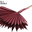 Feuille de palmier séchée en forme d'éventail | Couleur : Bordeaux | Palm Sun Fleurs séchées | Longueur ± 50 centimètres | Par 10 branches