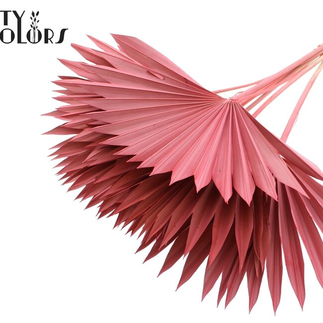 Feuille de palmier séchée en forme d'éventail | Couleur : Corail | Palm Sun Fleurs séchées | Longueur ± 50 centimètres | Par 10 branches