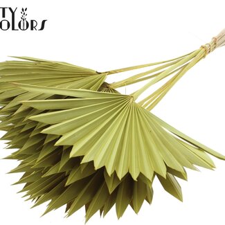 QC Gedroogd Palmblad in Waaiervorm | Kleur: Geel | Palm Sun Droogbloemen | Lengte ± 50 centimeter | Per 10 takken