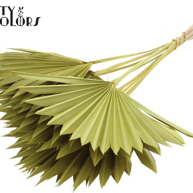 Dried Palm Leaf in Fan Shape | Colour: Yellow | Palm Sun Dried Flowers | Length ± 50 centimetres | Per 10 stems