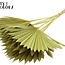 Gedroogd Palmblad in Waaiervorm | Kleur: Geel | Palm Sun Droogbloemen | Lengte ± 50 centimeter | Per 10 takken