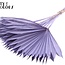 Dried Palm Leaf in Fan Shape | Colour: Frosted Milka Purple | Palm Sun Dried Flowers | Length ± 50 centimetres | Per 10 stems