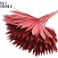 Dried Palm Leaf in Fan Shape | Colour: Red | Palm Sun Dried Flowers | Length ± 50 centimetres | Per 10 stems