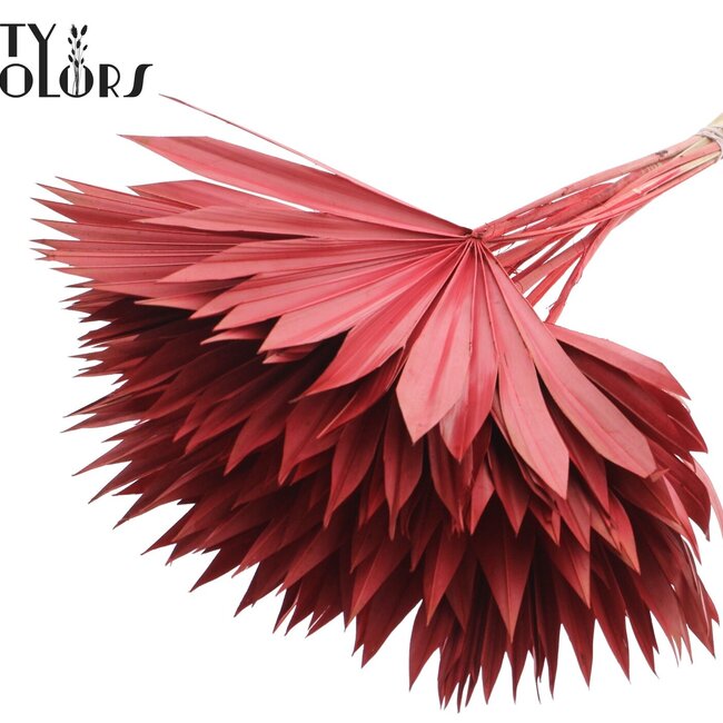 Getrocknetes Palmblatt in Fächerform | Farbe: Rot | Palm Sun Trockenblumen | Länge ± 50 Zentimeter | Pro 10 Stiele